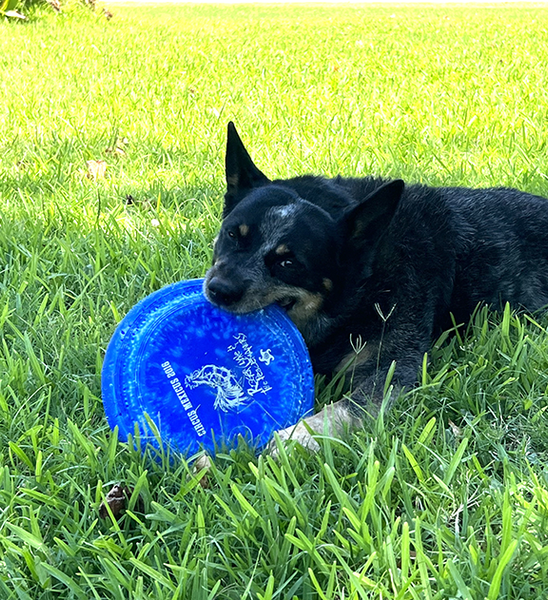 Dog top frisbee shop